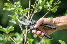 Arriva il periodo della potature.... - Area Verde